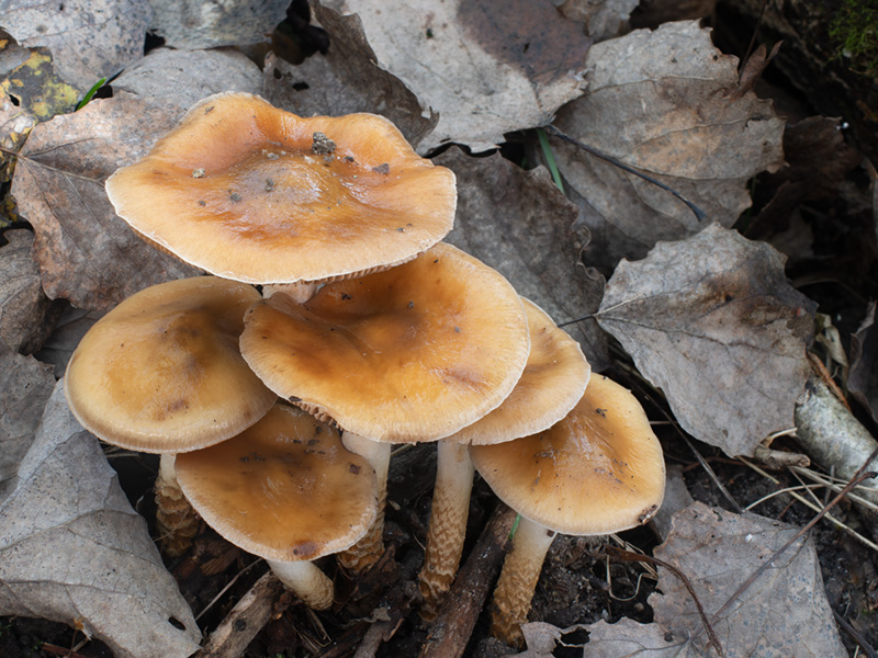 Cortinarius trivialis